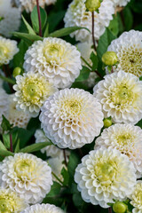 many white dahlia Kona flowers with green background