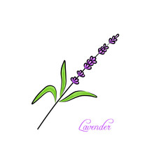 A sprig of lavender. Postcard with lavender and text. Poster, booklet, advertising and design
