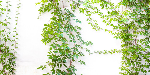 Bush grape or three-leaved wild vine cayratia (Cayratia trifolia) liana ivy plant bush, nature frame jungle border isolated on white background. - obrazy, fototapety, plakaty