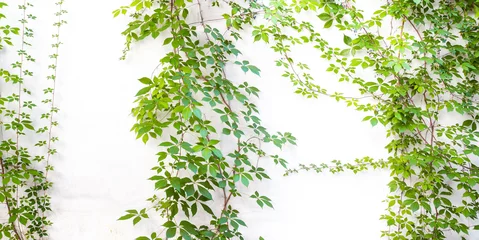 Foto op Canvas Bush grape or three-leaved wild vine cayratia (Cayratia trifolia) liana ivy plant bush, nature frame jungle border isolated on white background. © bruno ismael alves