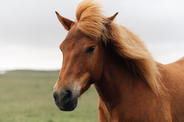 Close-up of a wild horse in a national park in nature.