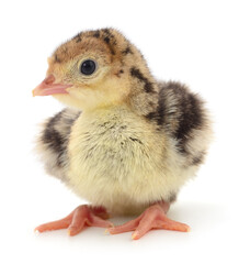 Chicken turkey isolated.