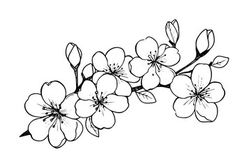 Cherry blossom hand drawn ink sketch. Sakura in engraving style vector illustration