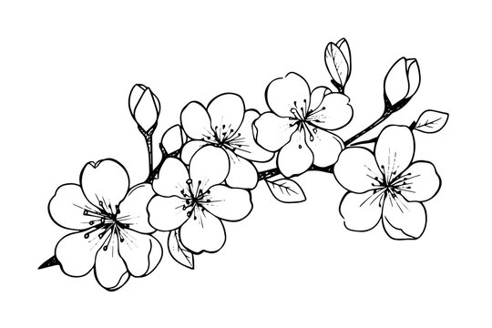 Cherry blossom hand drawn ink sketch. Sakura in engraving style vector illustration