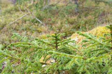 Young spruce tree in natural forest