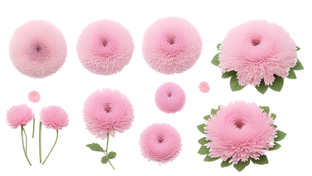 Delicate pink chrysanthemum flowers, buds, and leaves isolated on transparent background. Ideal for floral garden designs. Top view, flat lay.