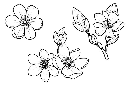 Cherry blossom hand drawn ink sketch. Sakura in engraving style vector illustration © Artem