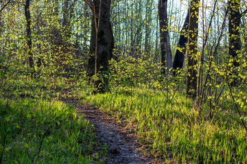 Well-trodden path in the spring forest