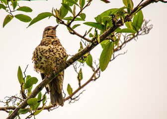 istle Thrush (Turdus viscivorus) in Dublin, Ireland