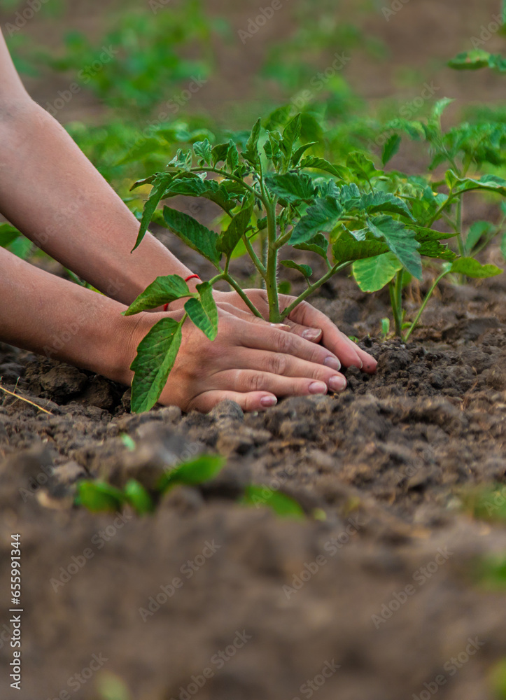 Canvas Prints A farmer plants tomatoes in the garden. selective focus.