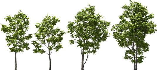 arizona ash tree hq arch viz cutout plant - 655991314