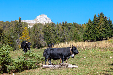 Vaches montagnardes de la race d'Hérens lors de la désalpe à la fin de l'estive aux alpages dans les Alpes du Canton du Valais, Suisse - 655991753