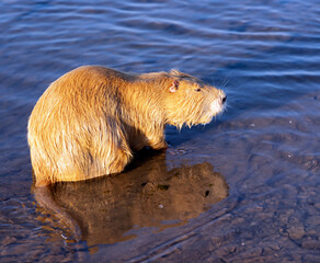 Wet redhead Muskrat or Ondatra zibethicus bathes in water of the Baltic Sea, Jurmala. Latvia.