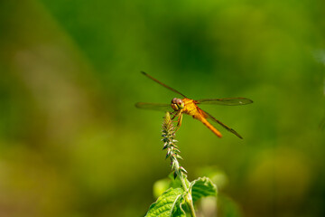 dragonfly resting on a bud