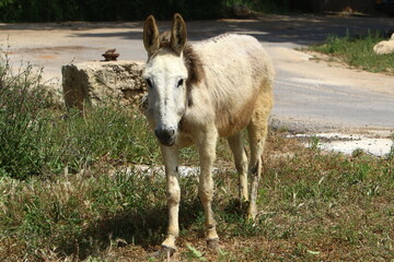 the animal lives in a zoo in northern Israel