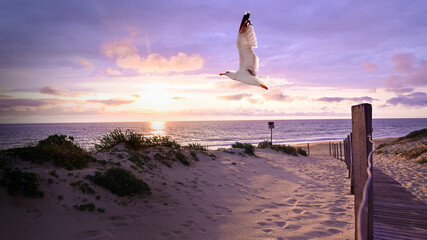 Seagull on the vacation sea beach at sunset dunes.