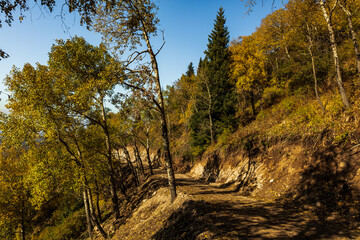 autumn forest in the morning