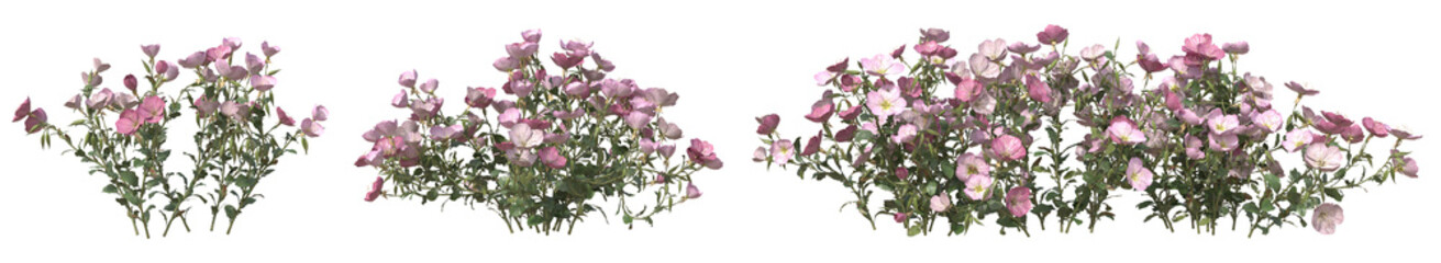 Set of Pink evening primrose flower or Oenothera speciosa plant with isolated on transparent background. PNG file, 3D rendering illustration, Clip art and cut out