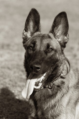 Close-up portrait of a beautiful Belgian Malinois dog. Expressive face of a smart happy dog on a walk