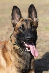 Close-up portrait of a beautiful Belgian Malinois dog. Expressive face of a smart happy dog on a walk