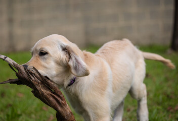The crazy and vigorous games of my golden retriever puppy Dexter