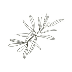 Olive branch. Vector illustration. A hand-drawn textural branch, graphic leaves on a white background.