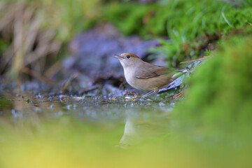 Mönchsgrasmücke Sylvia atricapilla