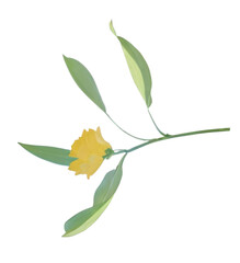 yellow flower vector, generative ai, tiny flower on transparent png