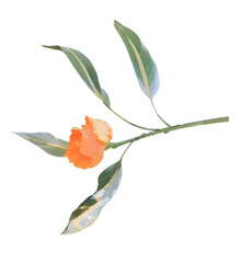 orange flower 3d vector, generative ai, tiny flower on transparent png