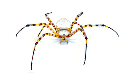 Wild banded garden orb weaving weaver spider - Argiope trifasciata - light color morph lacking black bands on abdomen. Yellow, orange, red coloring. Isolated on white background top front face view