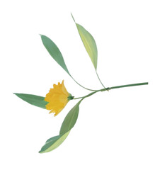 yellow tiny flower isolated for design, generative ai, tiny flower on transparent png