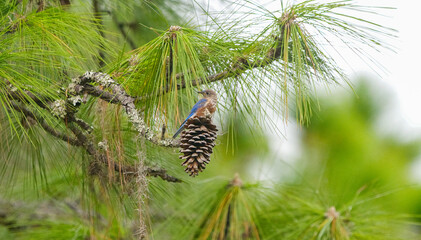 Eastern bluebirds - Sialia sialis - young juvenile perched on long leaf pine cone pine tree needles...