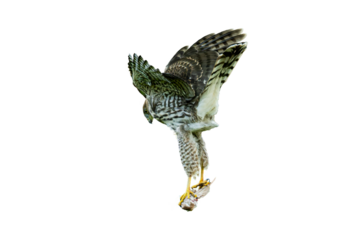 Cooper's Hawk (Accipiter cooperii) Photo, on a Transparent Background, with Fresh Catch for Dinner
