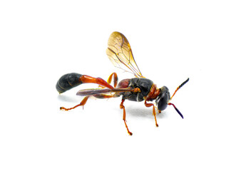 Trypoxylon Square headed species of wasp. One of Florida small red subspecies either T. clavatum johannis, T. collinum collinum, or T. tridentatum archboldi. Isolated on white background side view