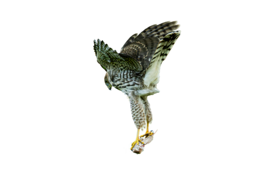 Cooper's Hawk (Accipiter cooperii) Photo, on a Transparent Background, with Fresh Catch for Dinner