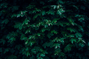 Green Field Maple leaves pattern texture