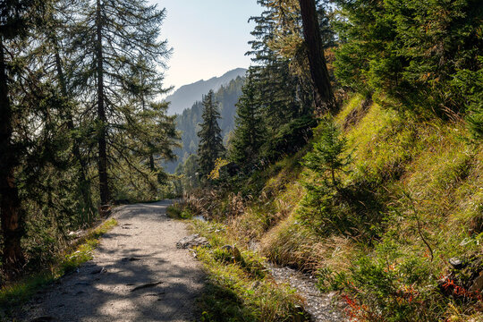Canal d'irrigation de montagne appel&eacute; bisse &agrave; Crans Montana dans les Alpes suisses, au milieu d'une for&ecirc;t de conif&egrave;res