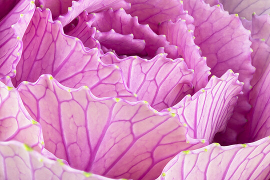Ornamental decorative cabbage as background, macro image. Organic purple decorative cabbage. Floral background.