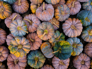 Colorful pumpkins 