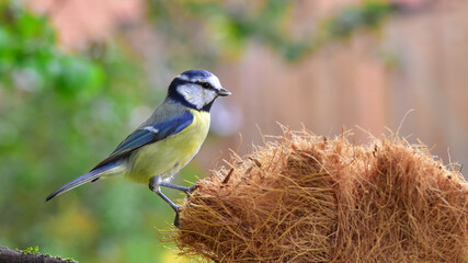 Blue tit bird perched on nest close-up