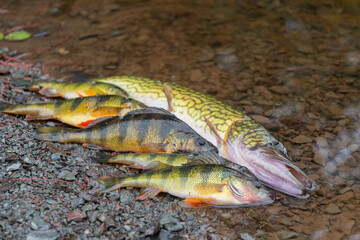 fish catch great day catch of fish five perch and pickerel