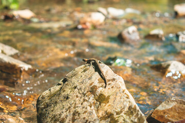 lizard on stones in the river