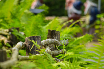 An element of an old wooden fence made of birch logs and beams among green thickets