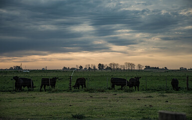 Vacas Brangus en un campo con un cielo nublado en el atardecer, J.B. Molina, Santa Fe, Argentina