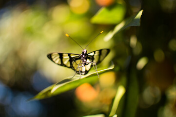 Borboleta pousada em folha com fundo desfocado