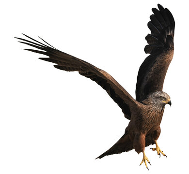 Black Kite in flight (Milvus migrans), PNG, isolated on transparent background 