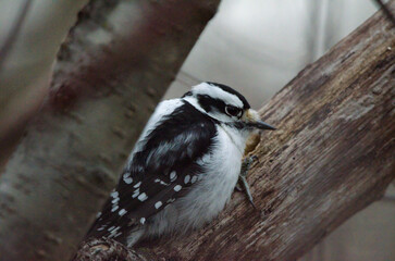Downy Woodpecker (Dryobates pubescens)