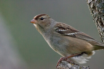 White-crowned Sparrow ( Zonotrichia leucophrys)