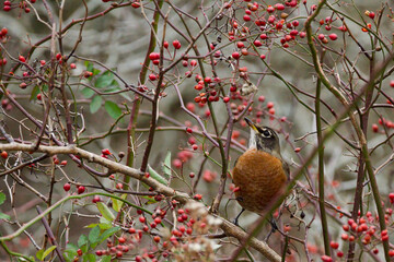 American Robin sitting in a tree