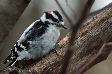 Downy Woodpecker (Dryobates pubescens)
